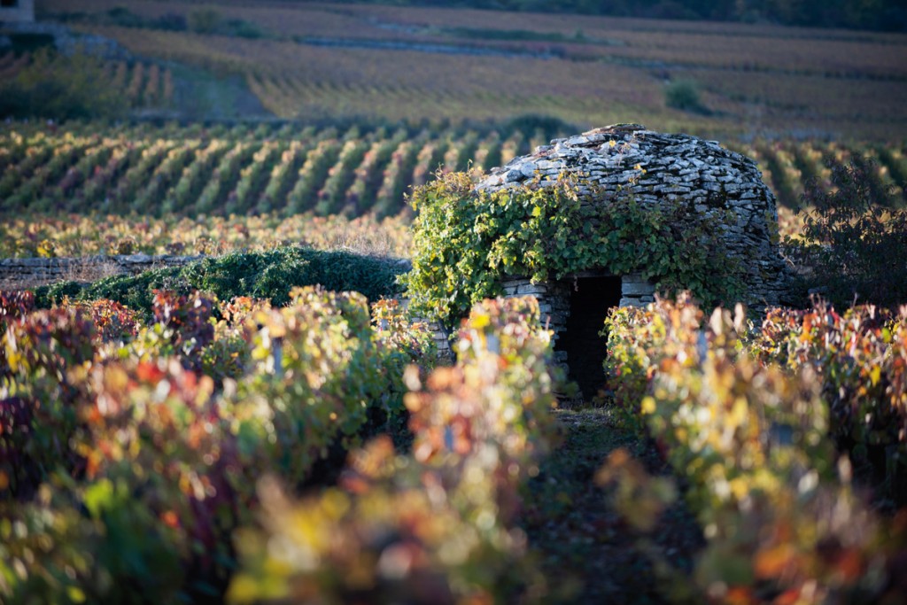 Cabotte traditionnelle sur le climat Les Pertuisots (Beaune premier cru). Comme toutes les autres cabanes en pierres sèches (sans liant) de la Côte, son ouverture est tournée vers l’est, à l’abri du coteau et des pluies dominantes. Son toit en forme de dôme est caractéristique d’une couverture en encorbellement, chaque rangée de pierres plates se resserrant vers le centre au fur et à mesure de l’élévation des murs. 