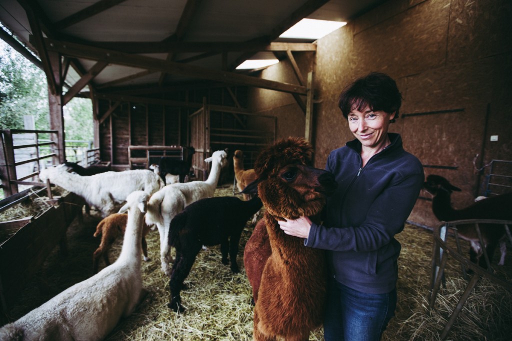 ylvie Vénague dans l’abri de ses protégés, en compagnie d’Émeraude, une algapa huacaya (à laine gonflante), fille de la grande chamionne de l’élevage. En cette fin d’été, l’éleveuse rentre chaque soir les mères et leurs nouveaux nés, dont la plupart seront vendus avant de quitter la ferme à l’âge de 6 mois. 