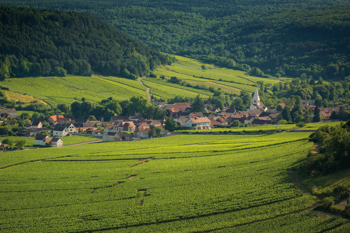 La Côte-d'Or en quatre éléments : la vigne de Bourgogne Côte d'Or (3/4)